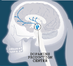 dopamine-brain